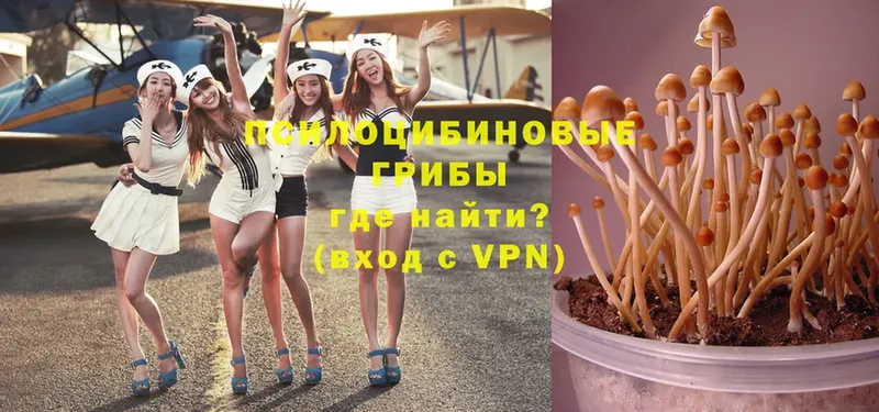 сколько стоит  Азов  Псилоцибиновые грибы MAGIC MUSHROOMS 